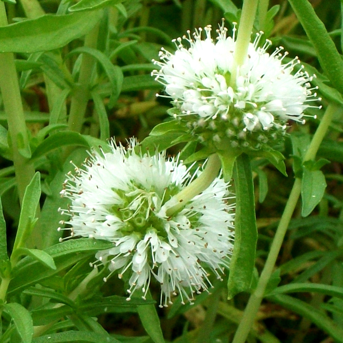 White Water Spearmint - Mentha cervina Alba Pond Plant Two spherical white flower heads of the Mentha plant in sharp focus, with green buds and stems surrounded by leafy foliage. 3