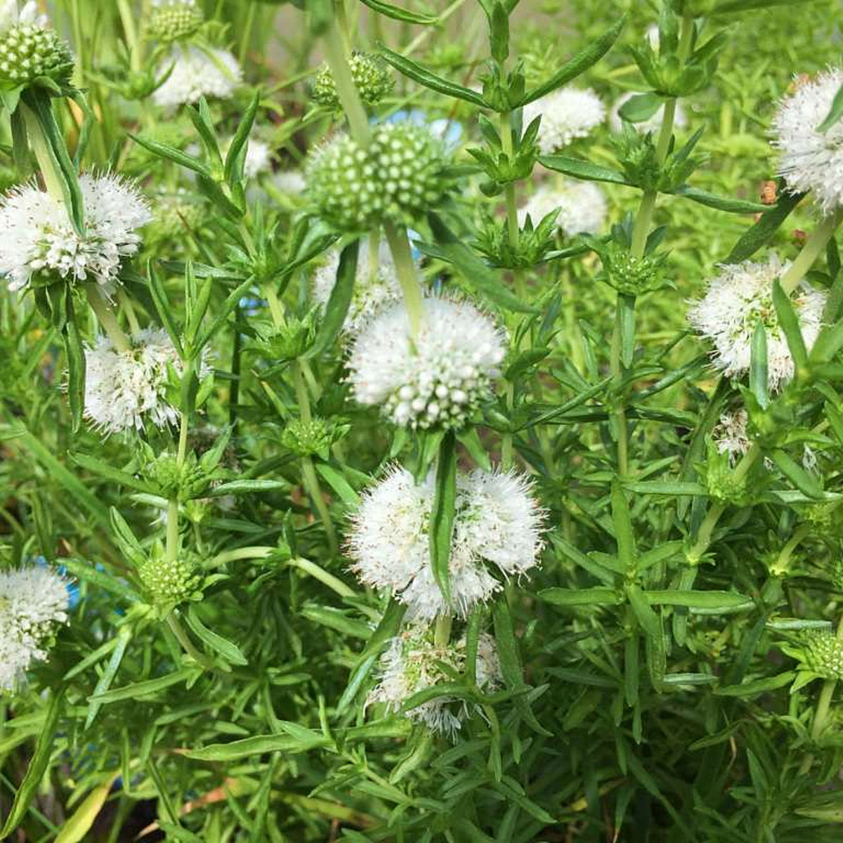 White Water Spearmint - Mentha cervina Alba Pond Plant Group of Mentha white water spearmint plants with fuzzy white flower clusters standing out against a thick growth of bright green stems and leaves. 4