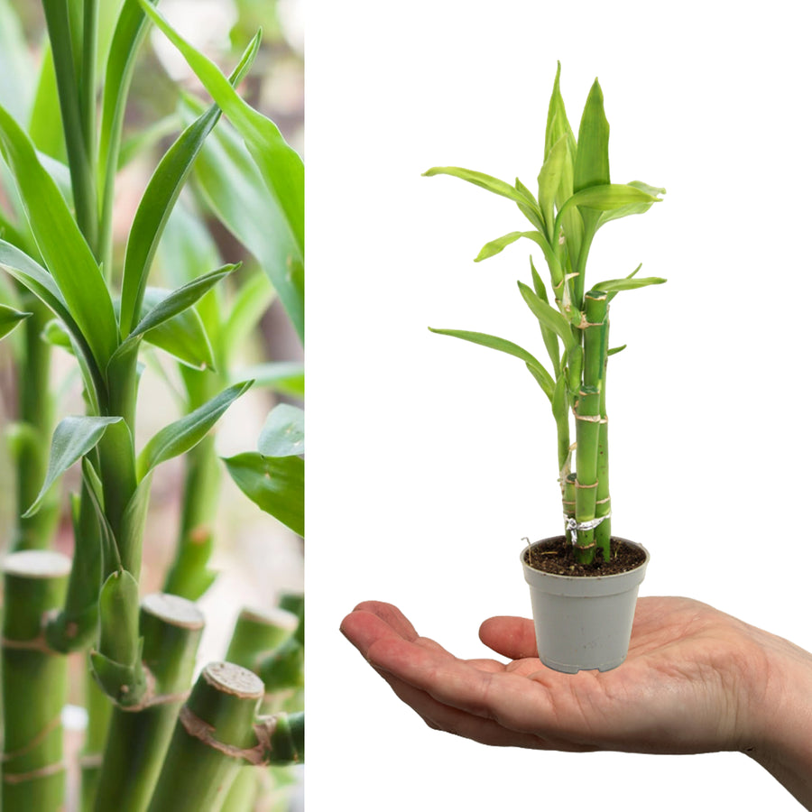Mini Lucky Bamboo in 6cm Pot A close-up of a lucky bamboo plant, followed by a wider shot of a small lucky bamboo plant in a pot held in a hand. 2