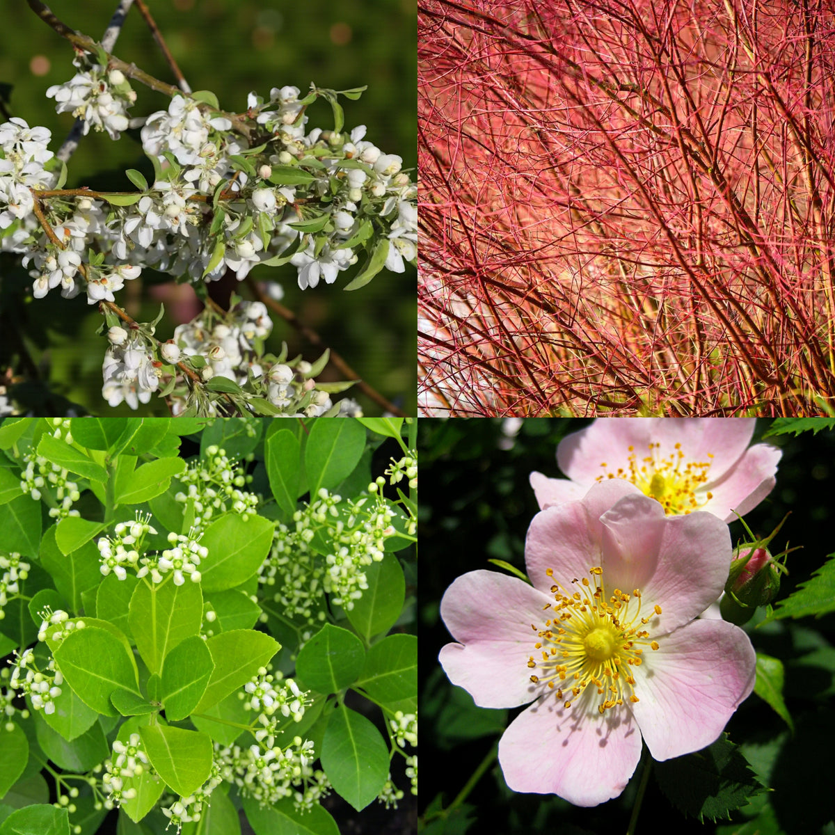 Mixed Native Colourful Hedging Mix