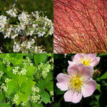 Mixed Native Colourful Hedging Mix A collage of mixed native hedging plants including white blossoming blackthorn, bright red dogwood stems, glossy green spindle leaves with flower buds, and pale pink dog rose blooms. 1