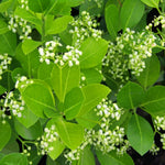 Mixed Native Colourful Hedging Mix Close-up of spindle (Euonymus europaeus) shrub showing clusters of small white flower buds and bright green oval leaves. 2