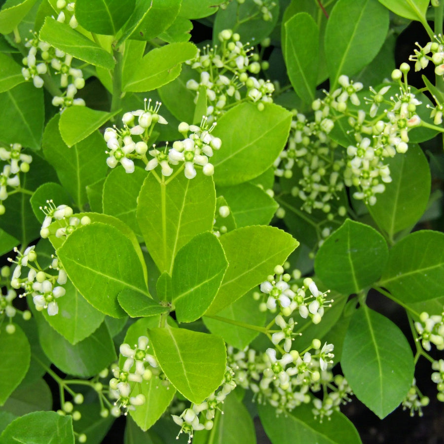 Mixed Native Colourful Hedging Mix Close-up of spindle (Euonymus europaeus) shrub showing clusters of small white flower buds and bright green oval leaves. 2