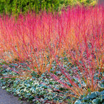 Mixed Native Colourful Hedging Mix Winter stems of dogwood (Cornus) displaying vivid red and orange bark in a colourful garden border. 3