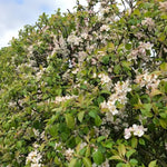 Mixed Native Colourful Hedging Mix Flowering crab apple tree covered in masses of pale pink and white spring blossoms. 4