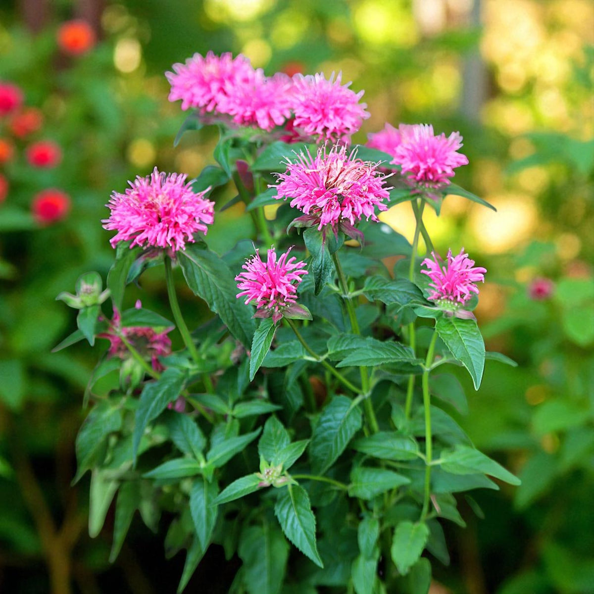 Monarda Marshall's Delight Bare Root  1