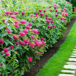 Monarda Marshall's Delight Bare Root  4