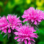 Monarda Marshall's Delight Bare Root  3