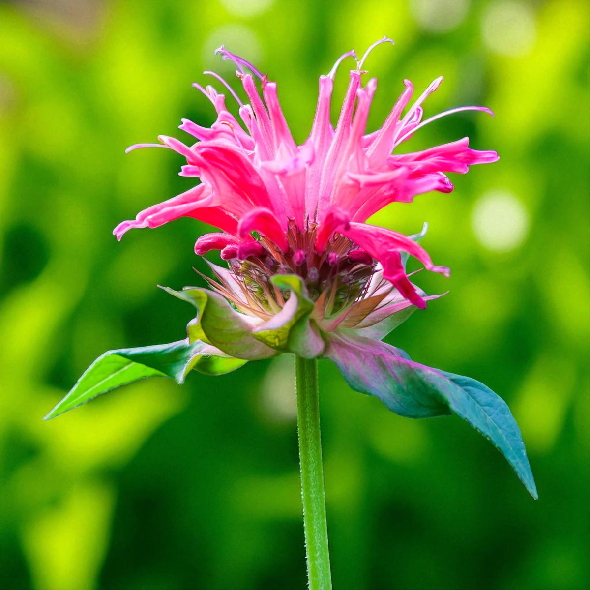 Monarda Marshall's Delight Bare Root  2