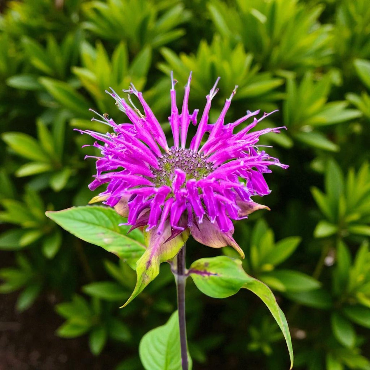 Monarda Prarienacht Bare Root  4