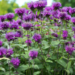 Monarda Prarienacht Bare Root  3