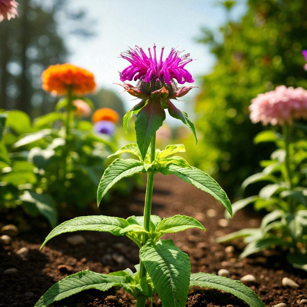 Monarda Prarienacht Bare Root  2