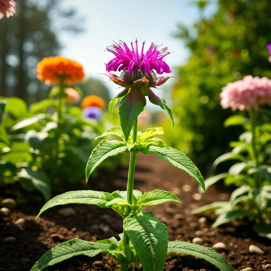 Monarda Prarienacht Bare Root  2