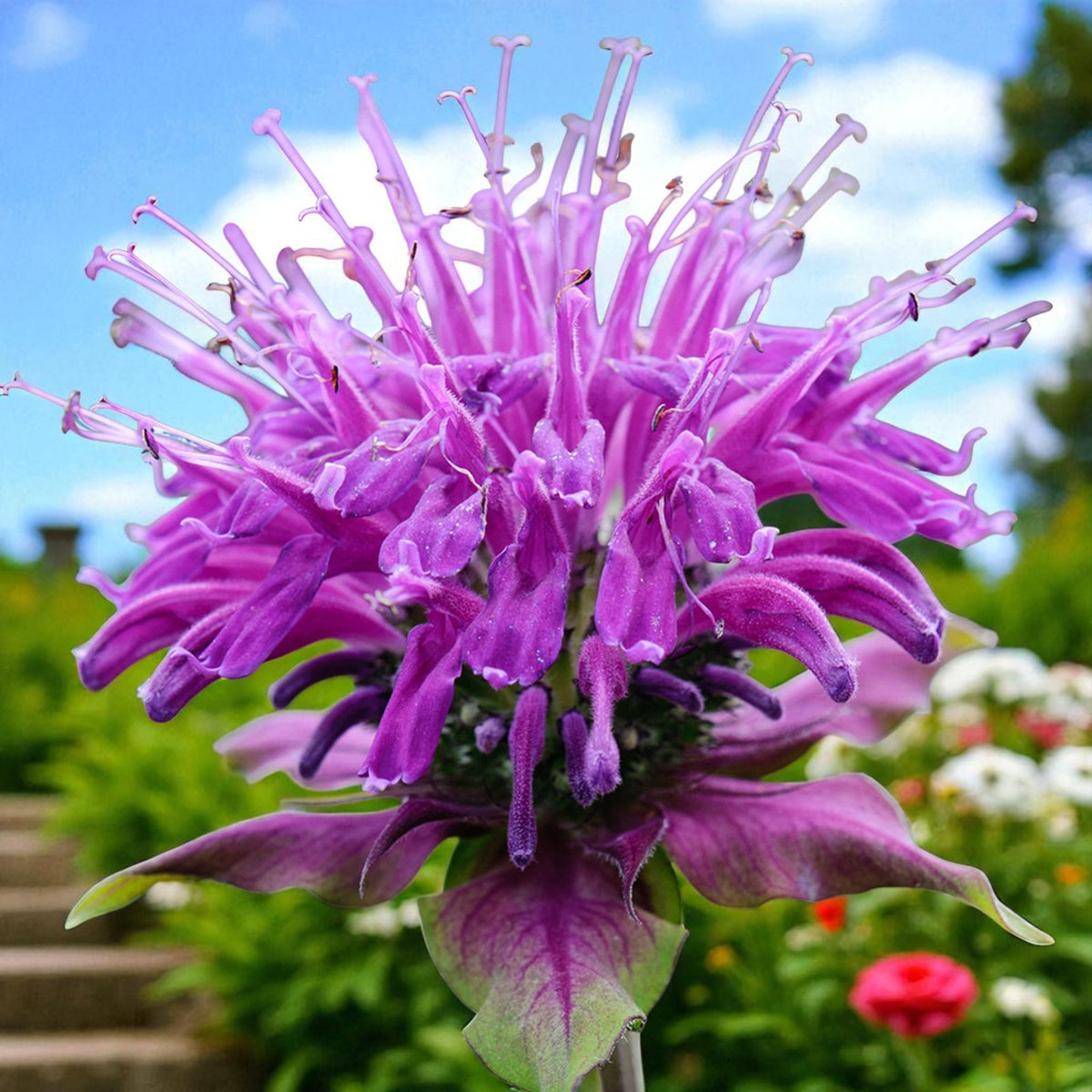 Monarda Prarienacht Bare Root  1