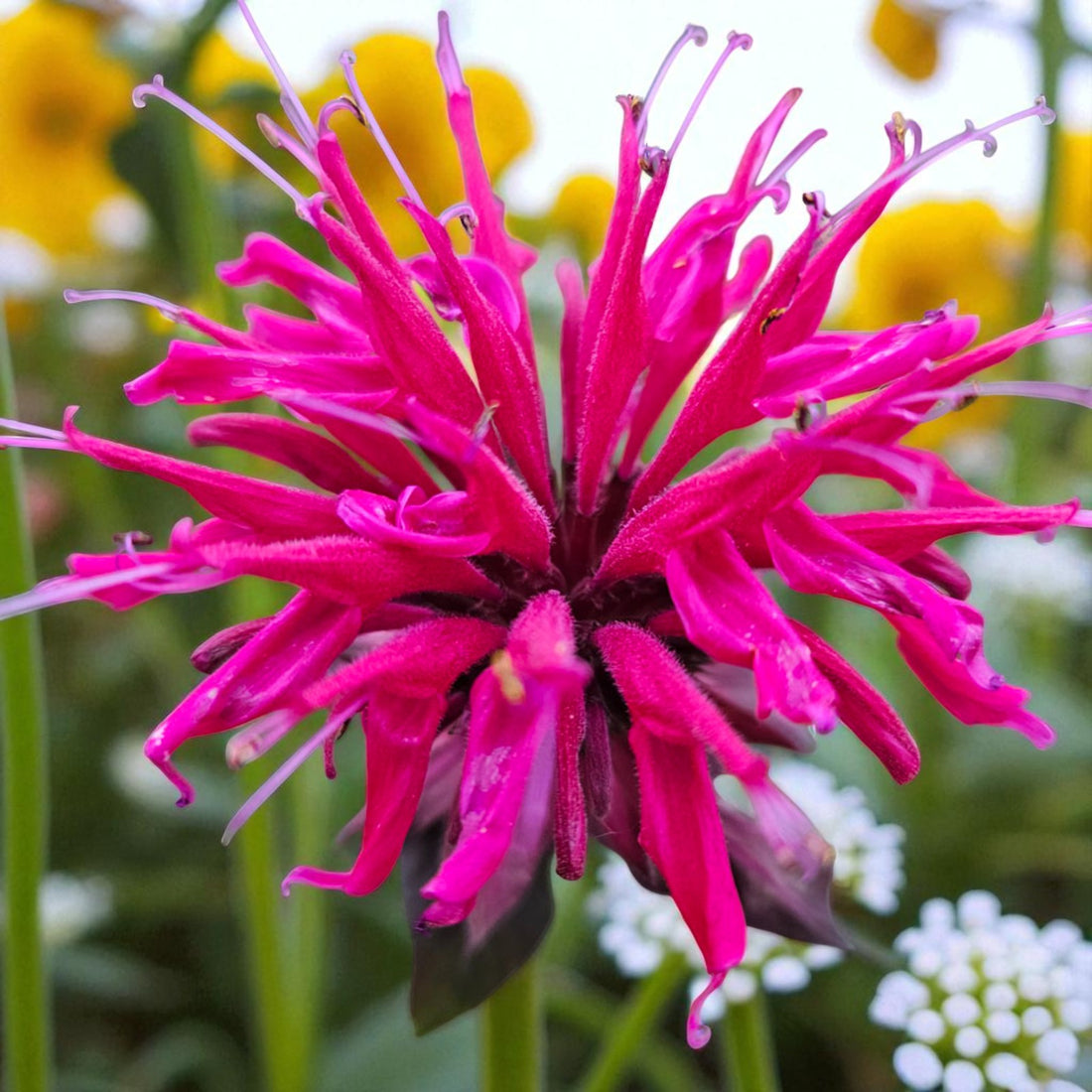 Monarda Raspberry Wine Bare Root