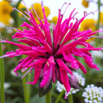 Monarda Raspberry Wine Bare Root  3