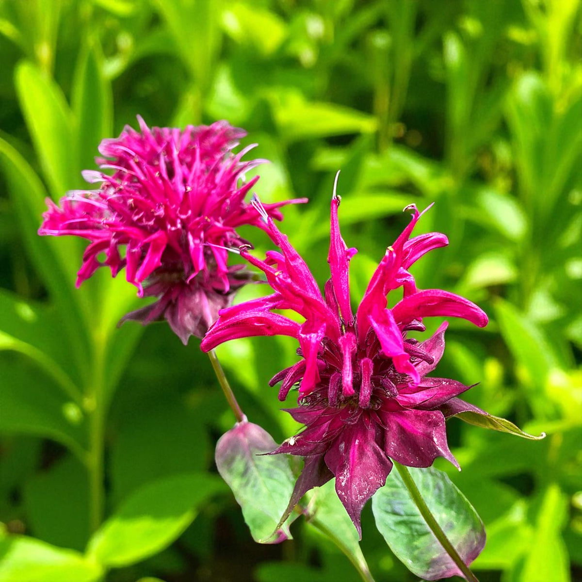 Monarda Raspberry Wine Bare Root  2