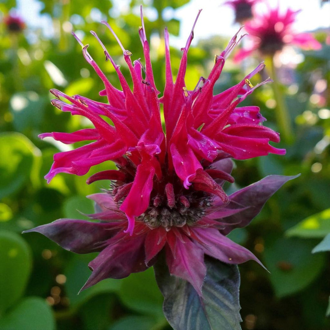 Monarda Raspberry Wine Bare Root
