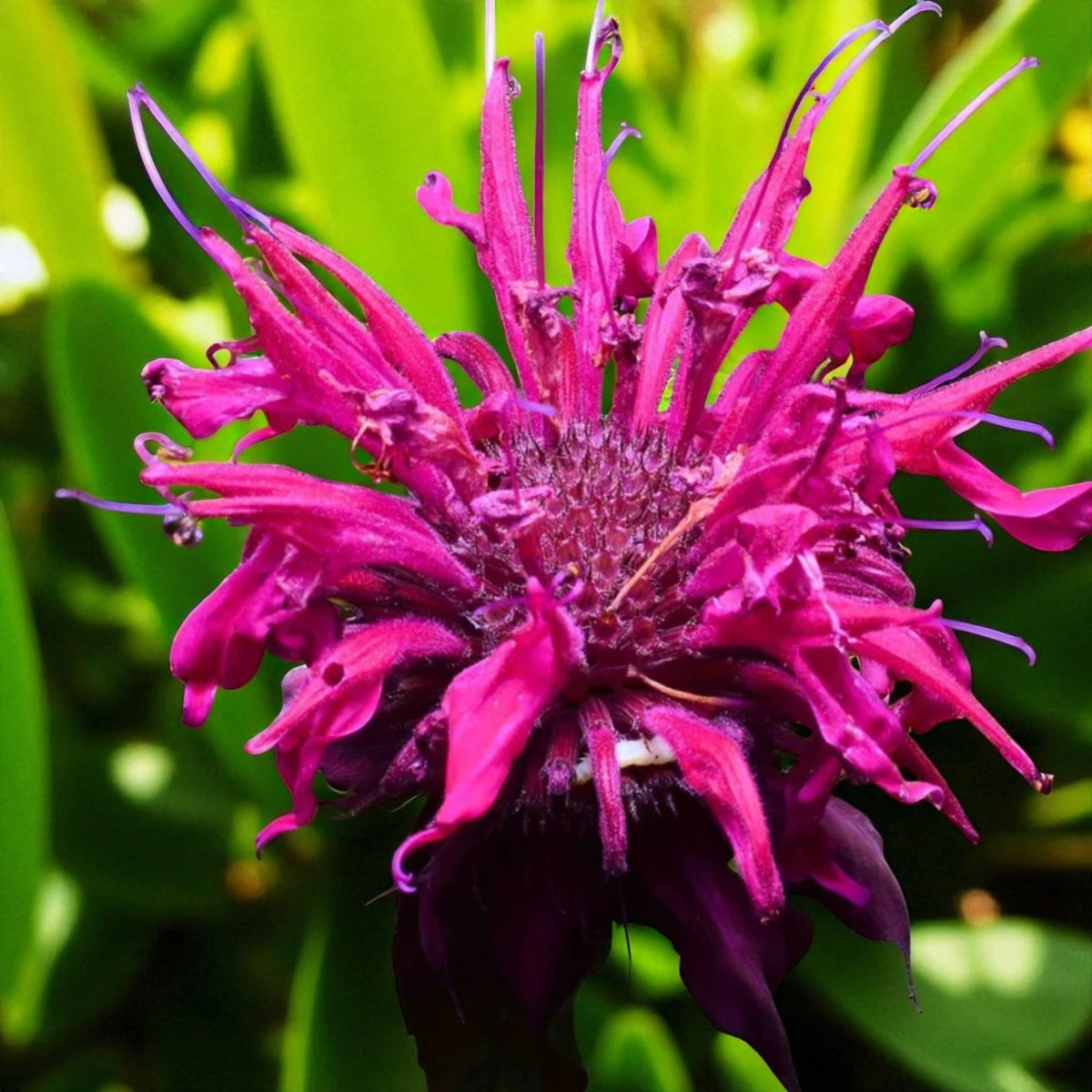 Monarda Raspberry Wine Bare Root  1