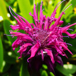 Monarda Raspberry Wine Bare Root  1