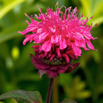 Monarda Pink Supreme  1