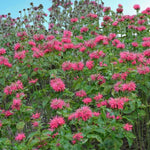 Monarda Pink Supreme  3