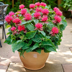 Monarda Pink Supreme  2