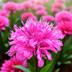 Monarda Purple Lace  3