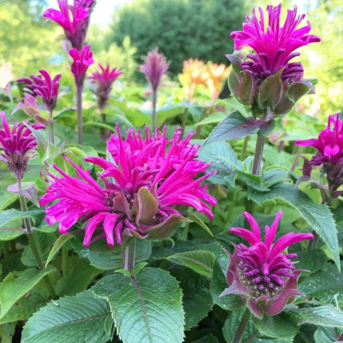Monarda Purple Lace  2