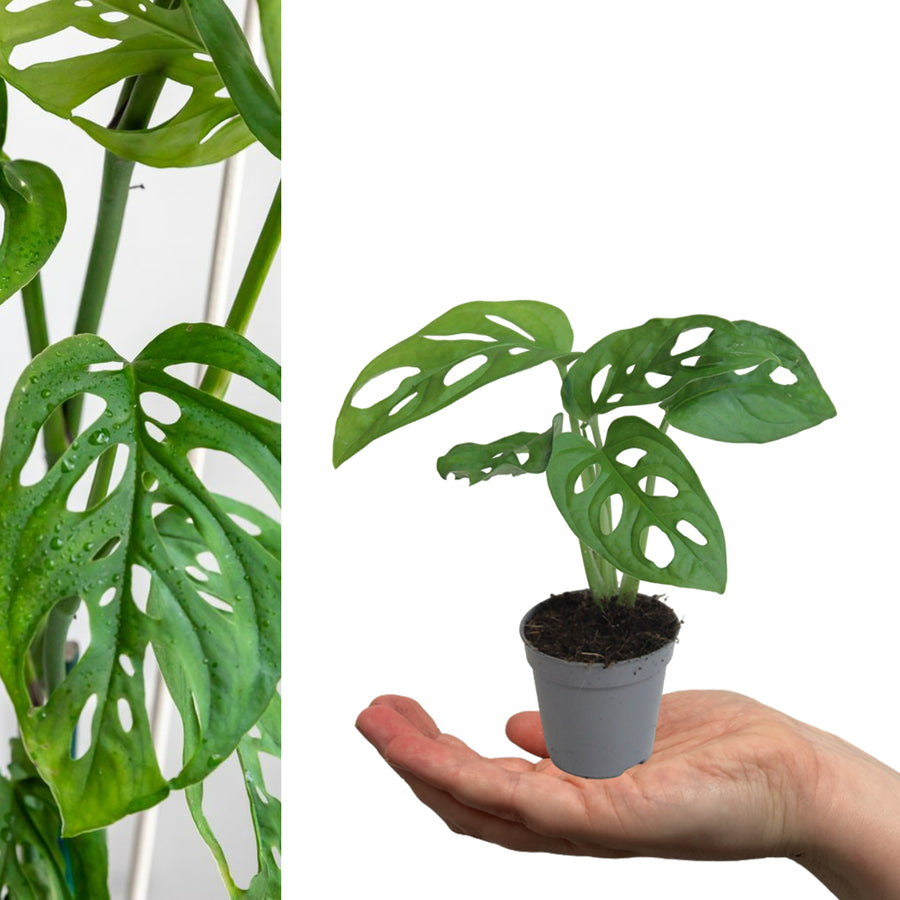 Monstera obliqua in 5cm Pot mostera obliqua green leaved plant in mini grey pot sitting on hand on white background 2