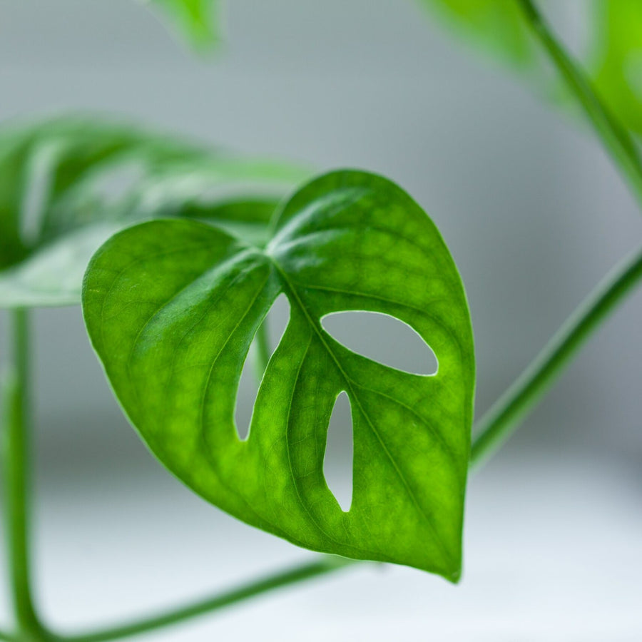 Monstera obliqua in 5cm Pot close up of single green mosntera obliqua monkey mask leaf 4