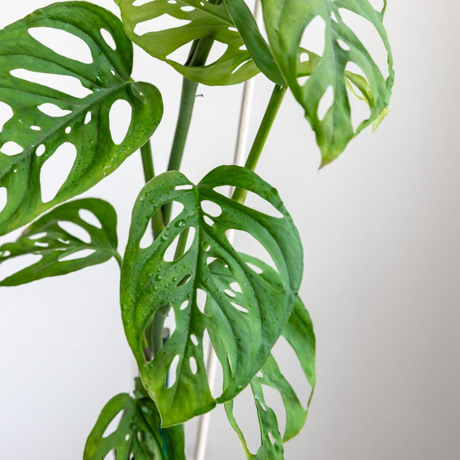 Monstera obliqua in 5cm Pot close up of lots of green mosntera obliqua monkey mask leaves 5