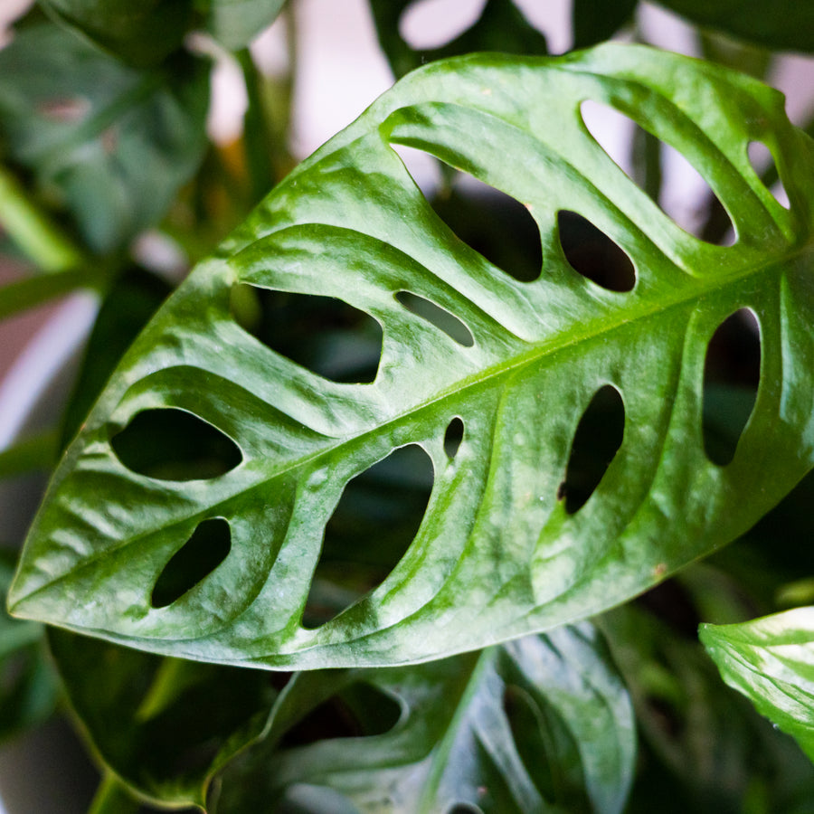 Monstera obliqua in 5cm Pot close up of single green mosntera obliqua monkey mask leaf 1