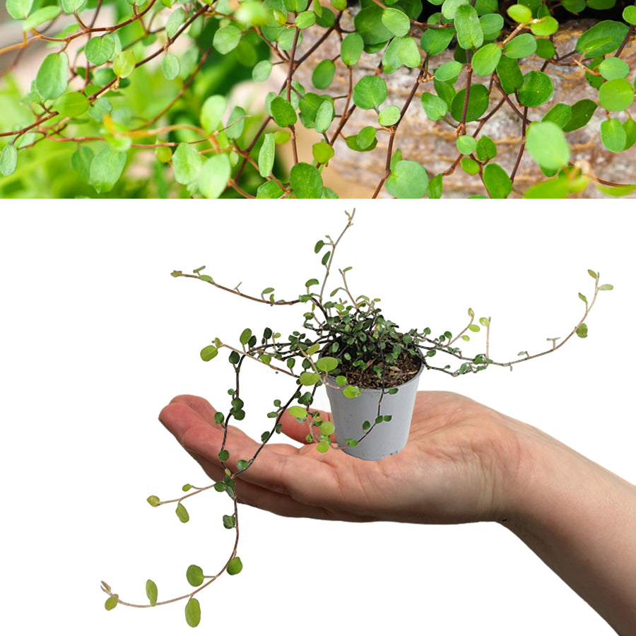 Muehlenbeckia Maori Plant  2