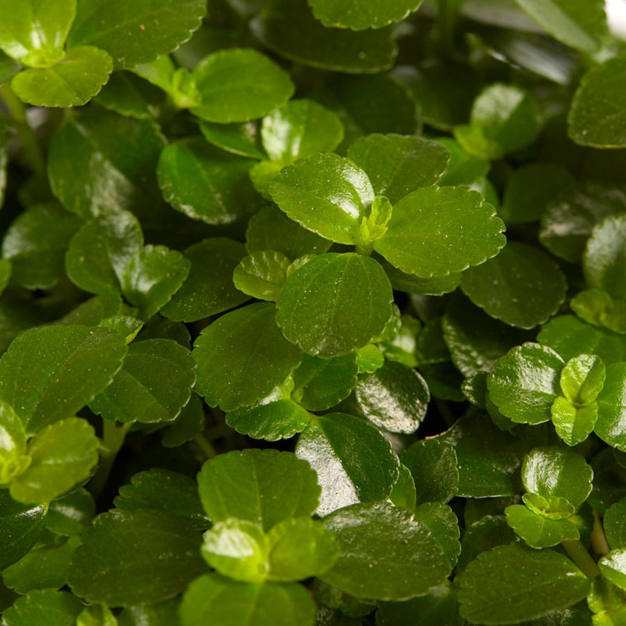 Muehlenbeckia Maori Plant  3
