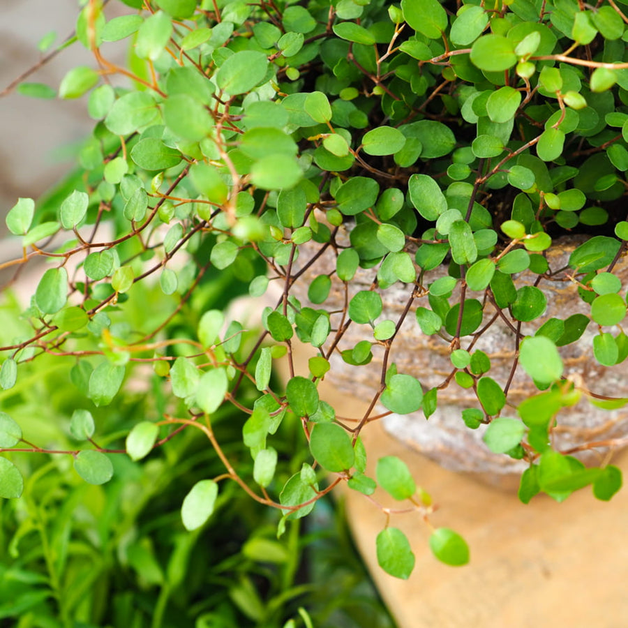Muehlenbeckia Maori Plant  4