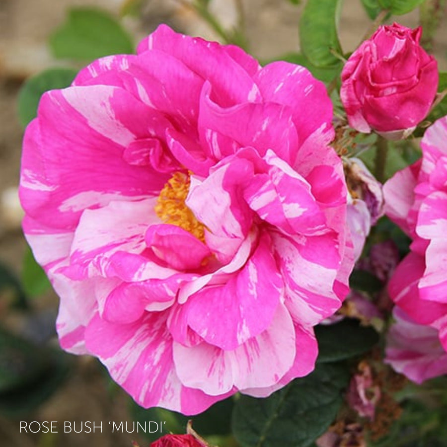 Pick Your Own Rose Garden  6