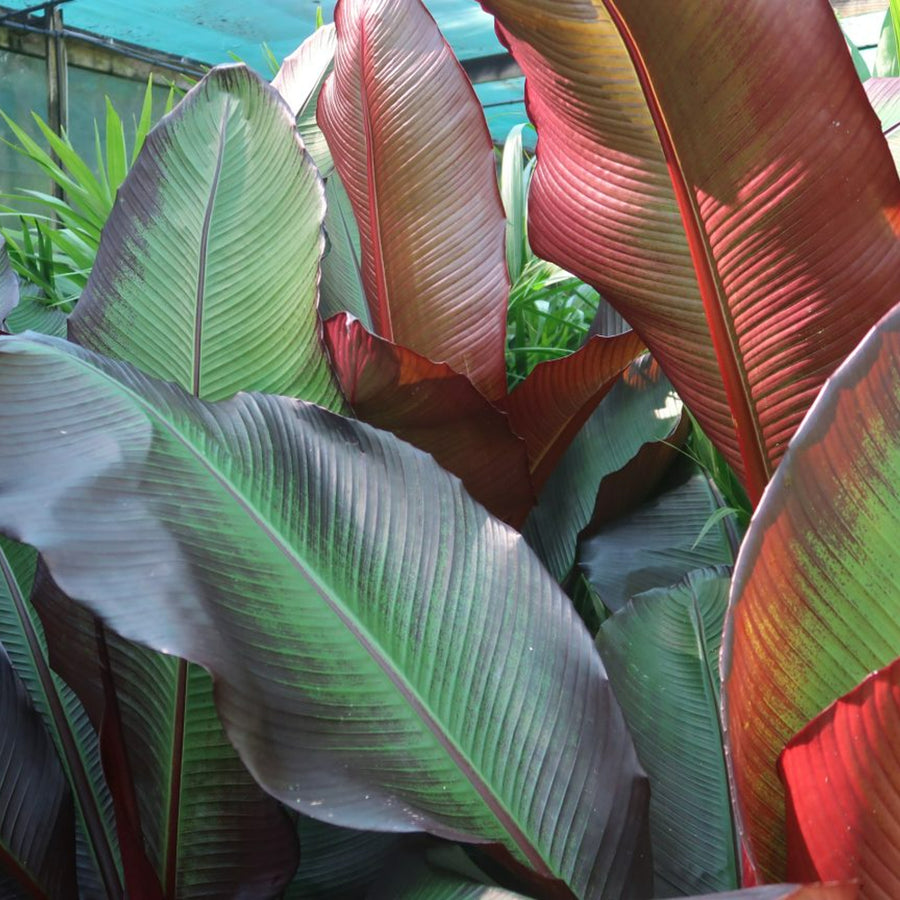 Musa ensete Maurelii Banana Plant in 14cm Pot Musa ensete Maurelii Banana Plant in 14cm Pot image2 2