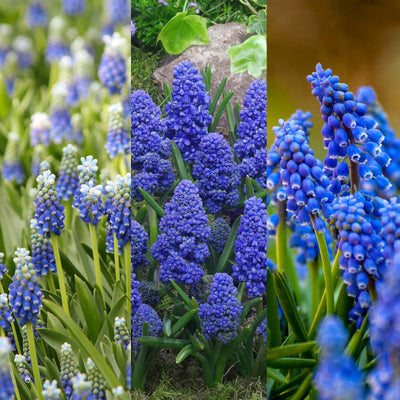 Muscari Bulb Mix image1