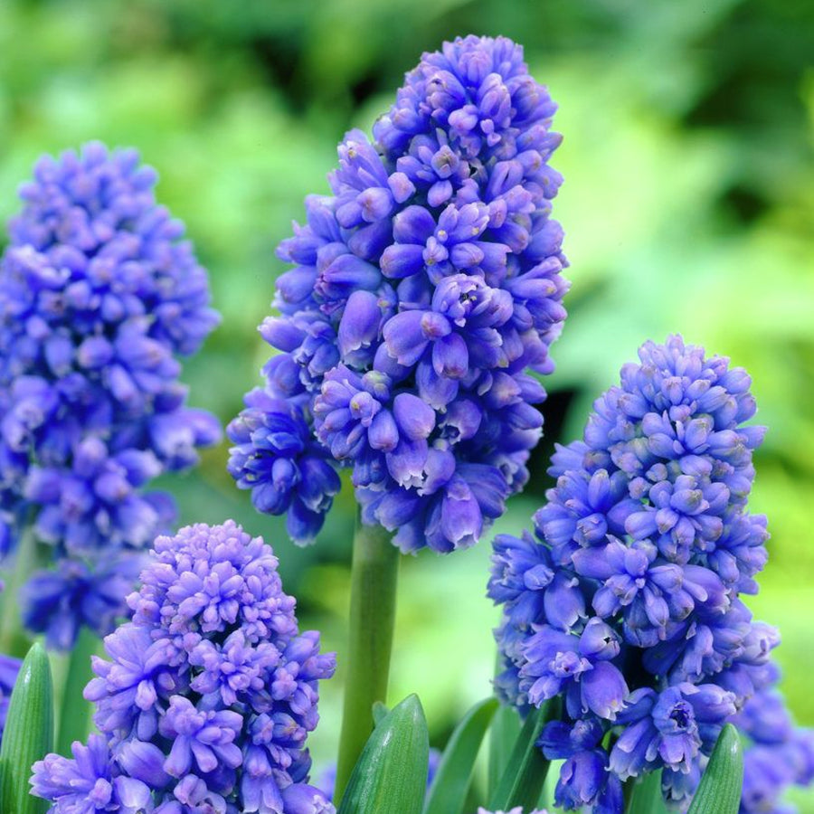 Muscari Bulb Mix Muscari Bulb Mix image2 2