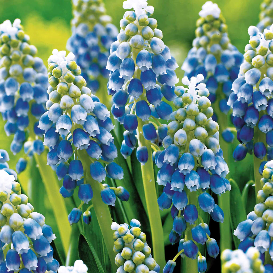 Muscari Bulb Mix Muscari Bulb Mix image3 3