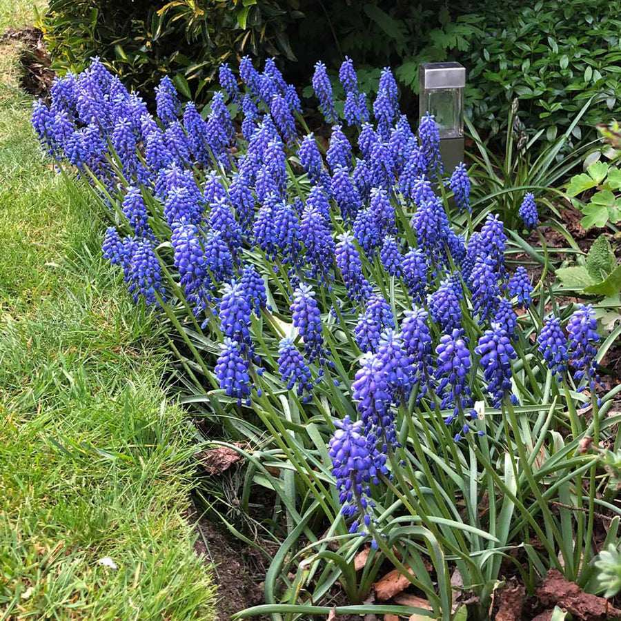 Muscari Bulb Mix Muscari Bulb Mix image4 4