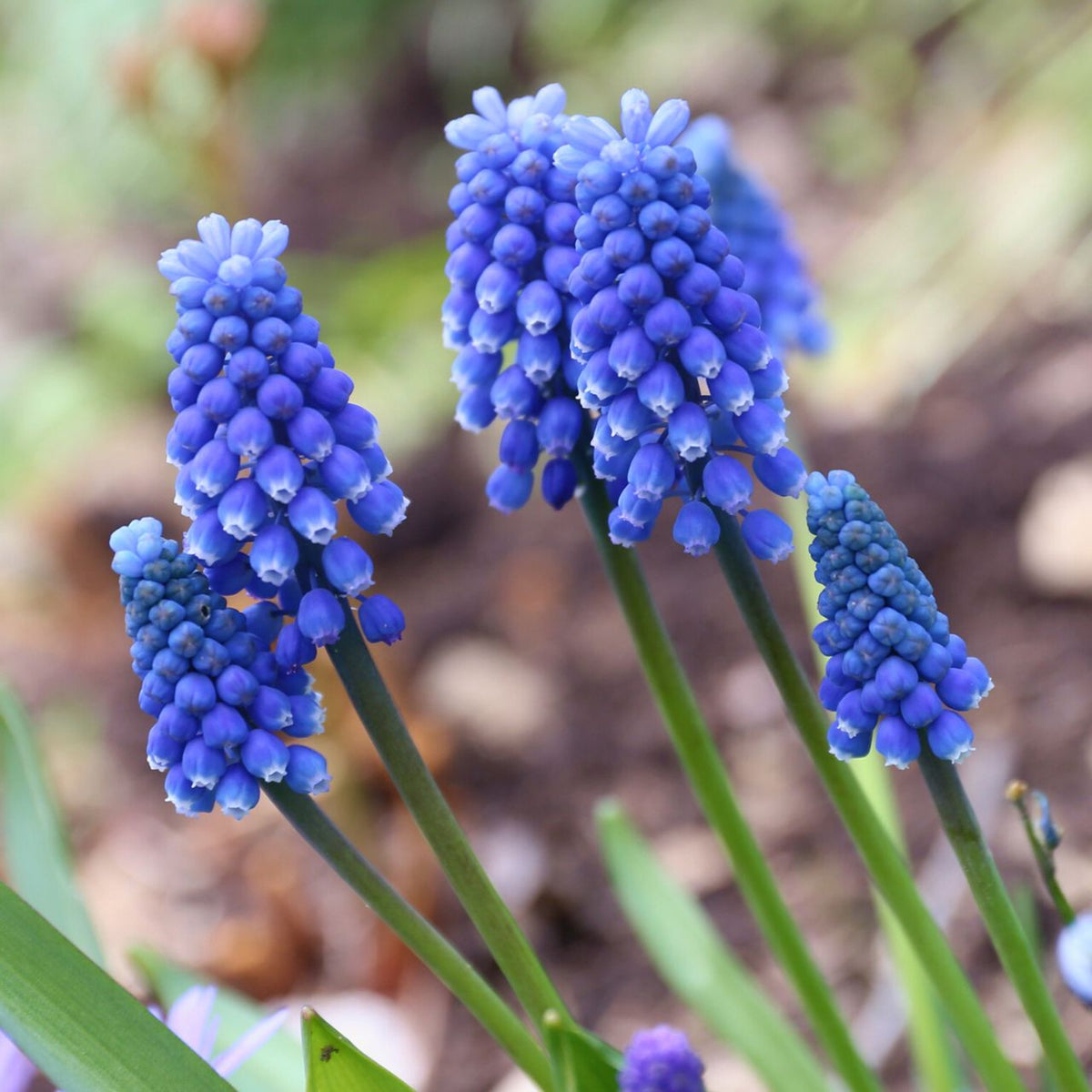 Muscari Armeniacum Blue Bulbs Muscari Armeniacum Blue Bulbs image1 1