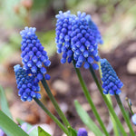 Muscari Armeniacum Blue Bulbs Muscari Armeniacum Blue Bulbs image1 1