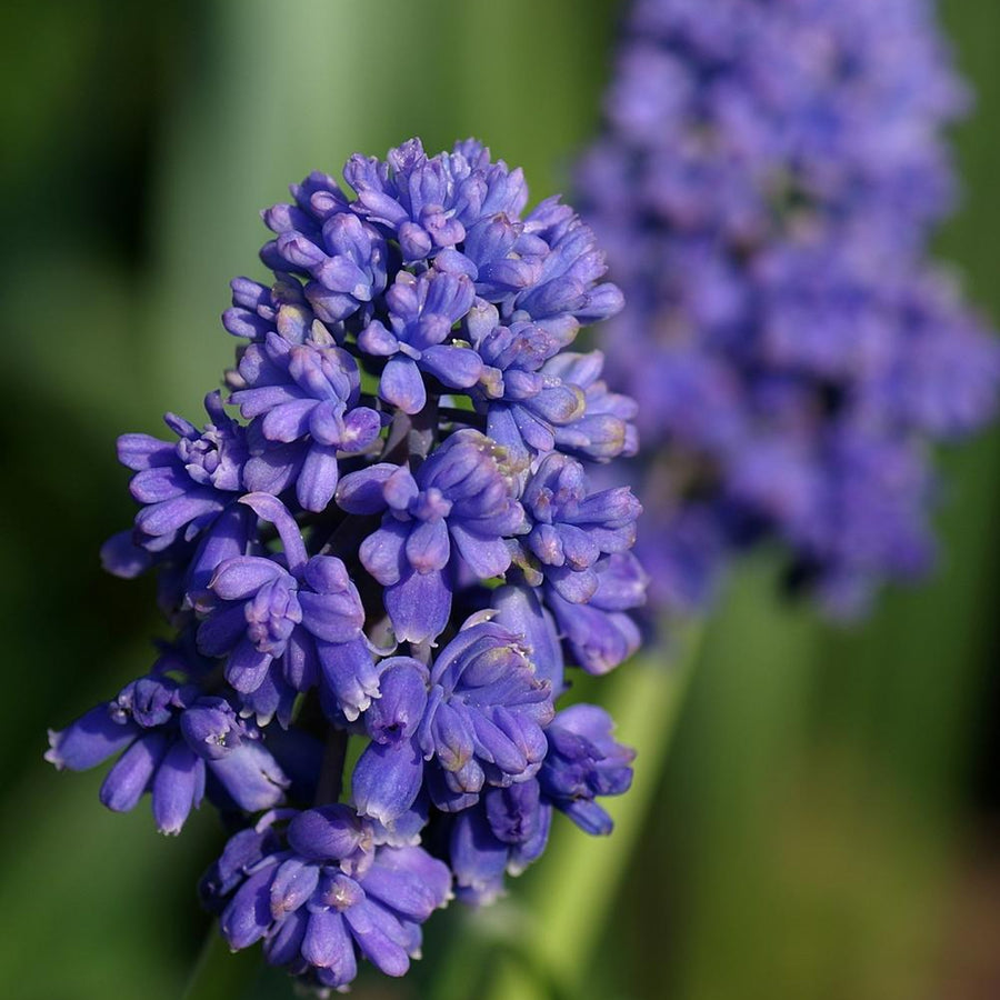 Muscari Blue Spike Bulbs Muscari Blue Spike Bulbs image1 1