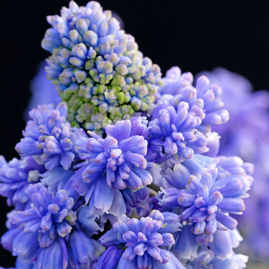 Muscari Blue Spike Bulbs Muscari Blue Spike Bulbs image3 3