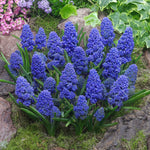 Muscari Blue Spike Bulbs Muscari Blue Spike Bulbs image4 4