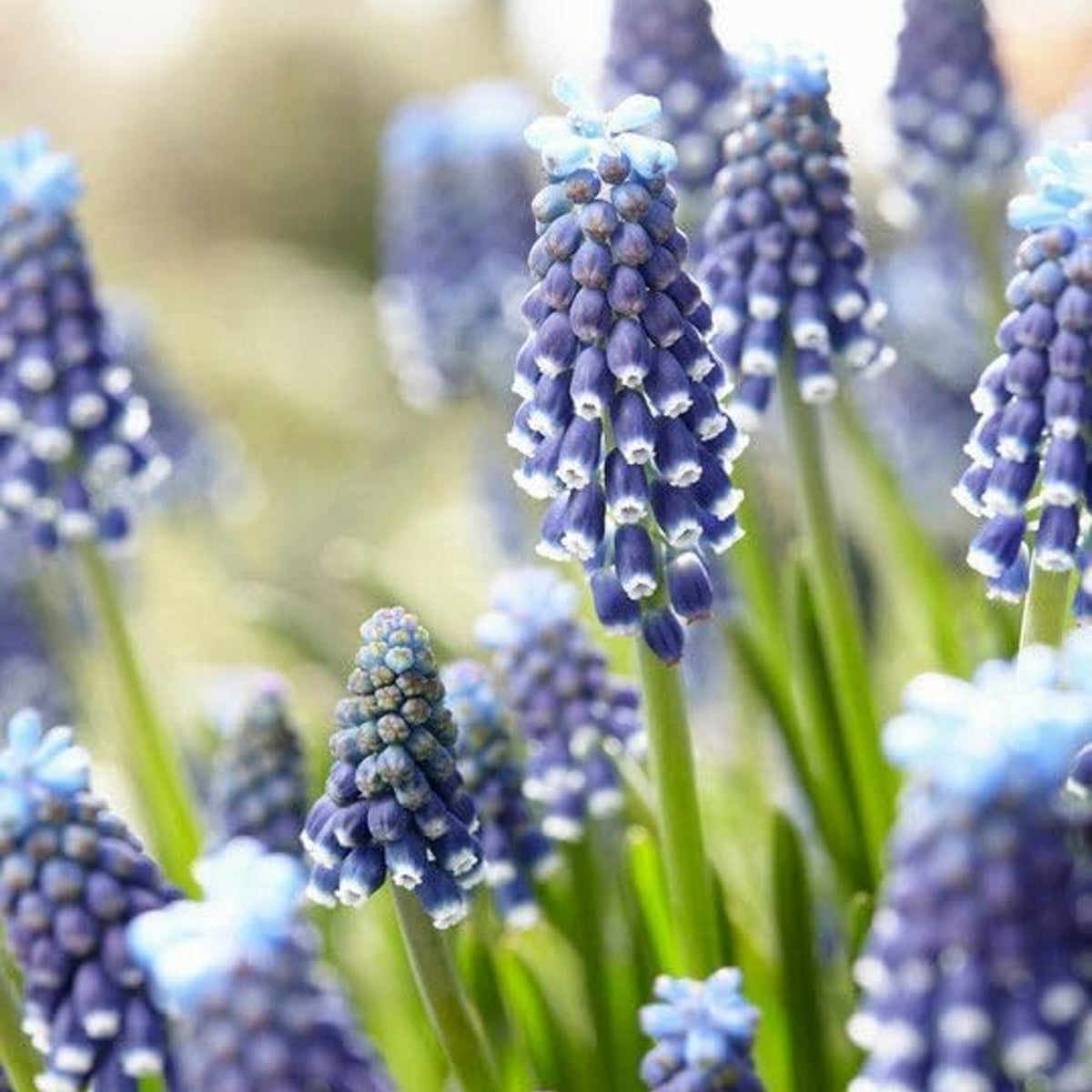 Muscari Night Eyes Bulbs Muscari Night Eyes Bulbs image1 1
