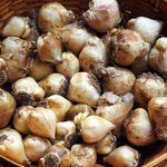 Muscari Night Eyes Bulbs Muscari Night Eyes Bulbs image2 2