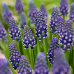 Muscari Night Eyes Bulbs Muscari Night Eyes Bulbs image3 3